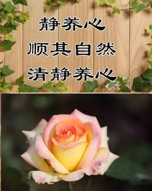 老婆对不起图片,老婆对不起，深情告白图鉴